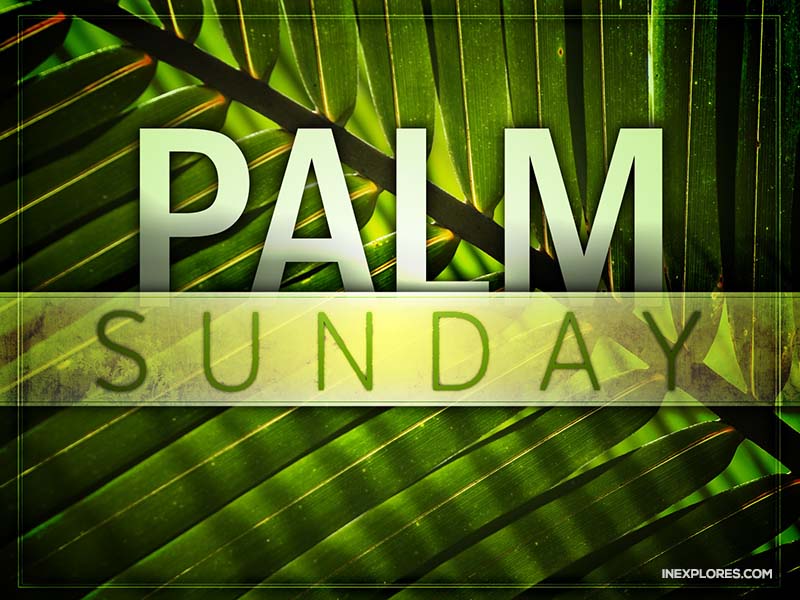 Palm Sunday The Donkey Adult Catechesis Christian Religious